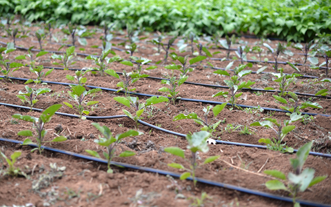 Drip Irrigation